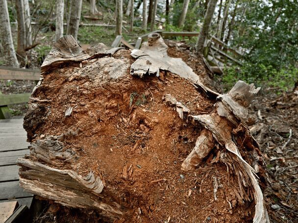 Tree Stump Decomposition