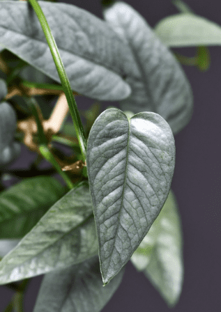 Cebu Blue Pothos Cebu Blue Pothos