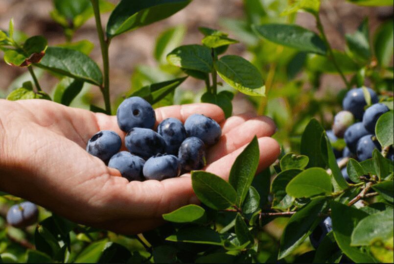 Container Planting Blueberries