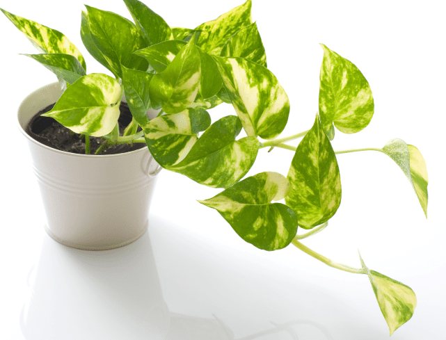 Golden Canary Pothos Golden Canary Pothos