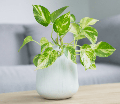 Golden Pothos Golden Pothos