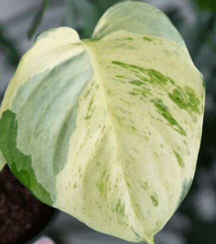 Manjula Pothos Manjula Pothos