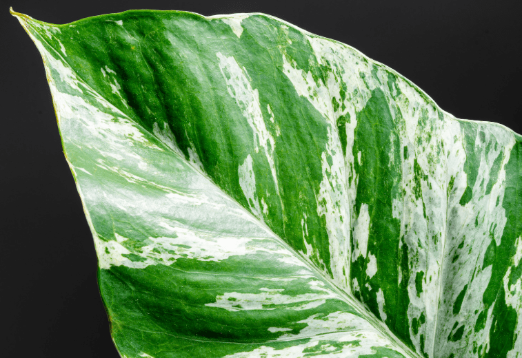 Marble Queen Pothos Marble Queen Pothos