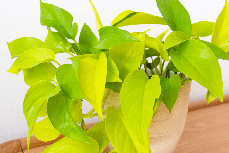 Neon Pothos Neon Pothos