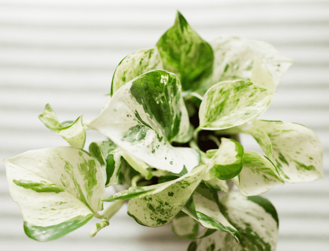 Pearls and Jade Pothos Pearls and Jade Pothos