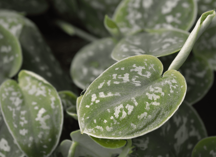 Satin Pothos Satin Pothos