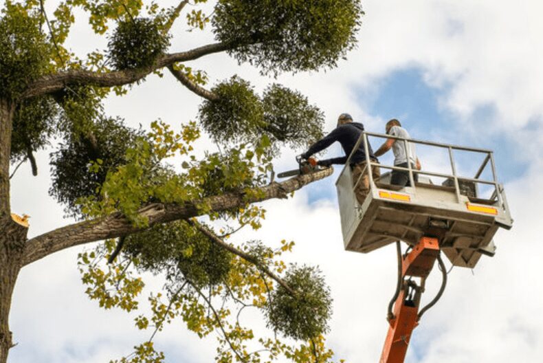Why Hiring a Professional for Tree Removal
