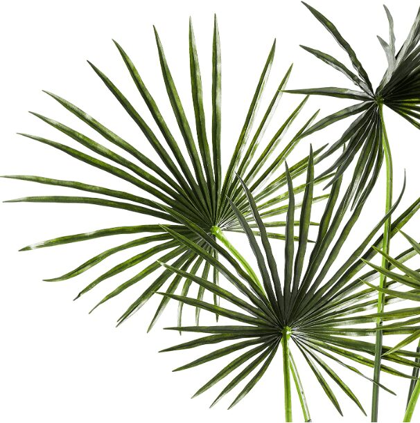 California Fan Palm Washingtonia filifera