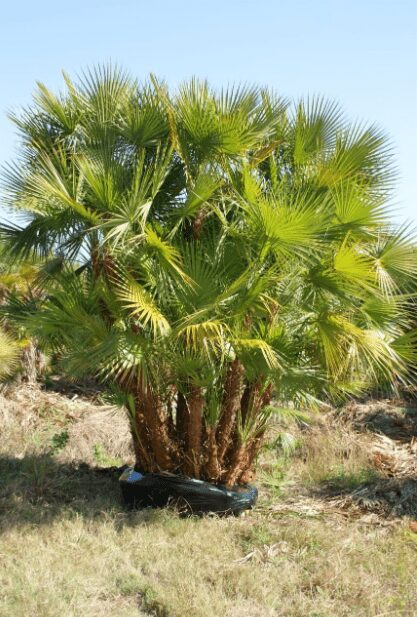 Everglades Palm Acoelorrhaphe wrightii