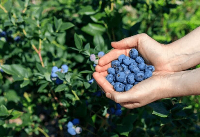 How To Grow Blueberries Indoors And Outdoors