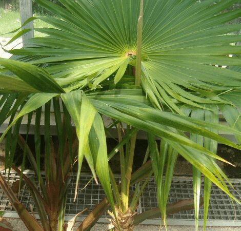 Puerto Rican Thatch Palm Coccothrinax alta
