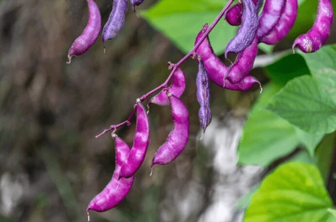 Purple hyacinth bean vine