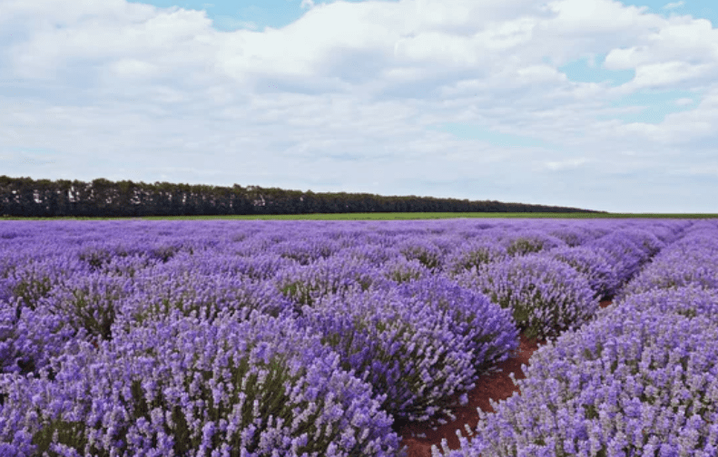 French Lavender vs English Lavender
