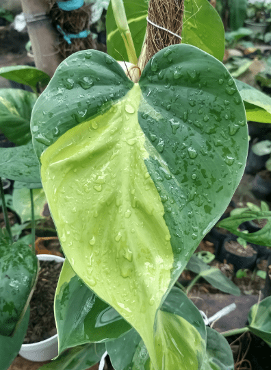 Heartleaf Philodendron Philodendron hederaceum