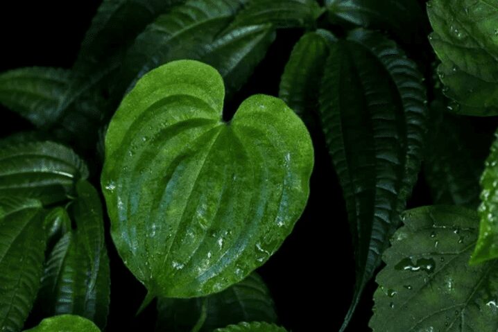Plants with Heart Shaped Leaves