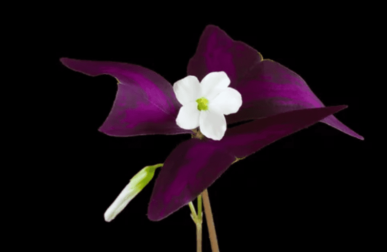Purple shamrock plant
