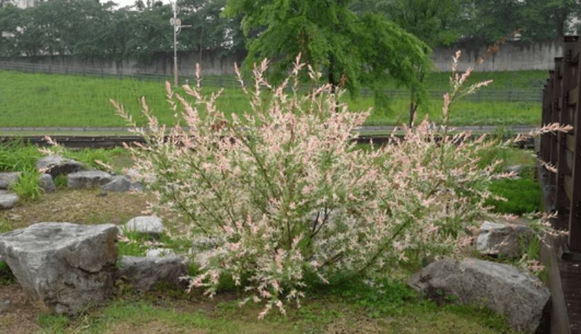 Dappled Japanese Willow Tree