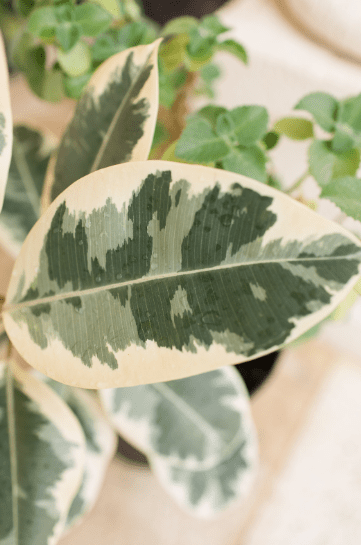 Ficus Shivereana Variegata
