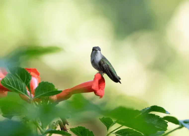 hummingbird on Trumpet Vine