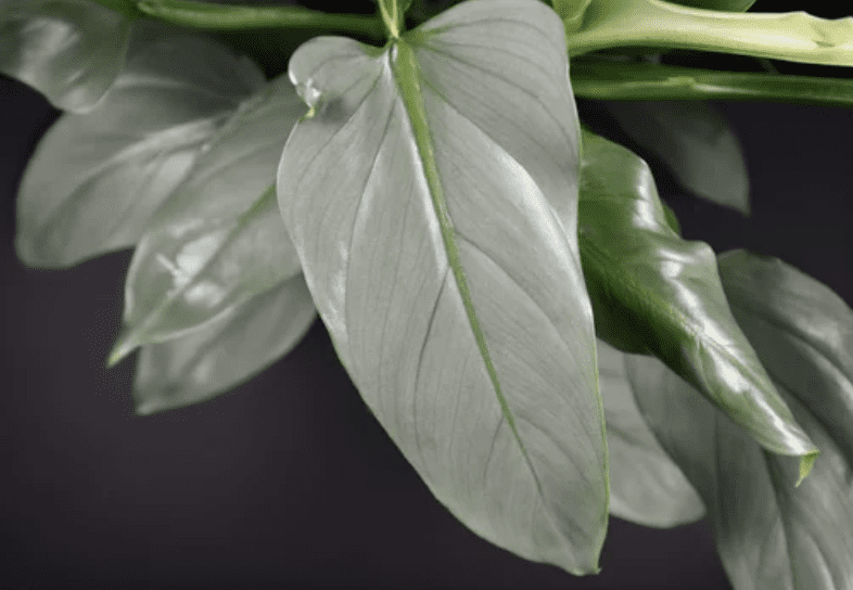 Philodendron hastatum