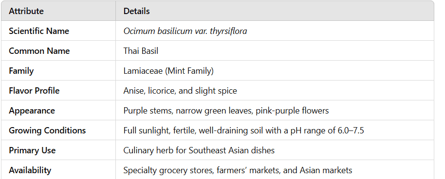 Key Characteristics of Thai Basil Key Characteristics of Thai Basil