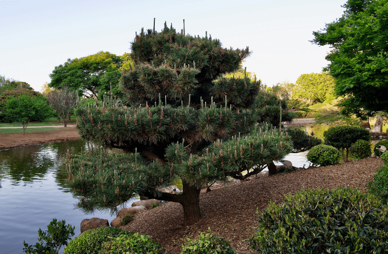 Japanese Black Pine Yu Raku