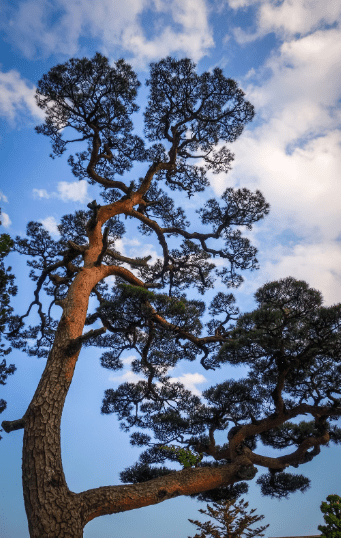 Japanese Black Pine on a blue sky