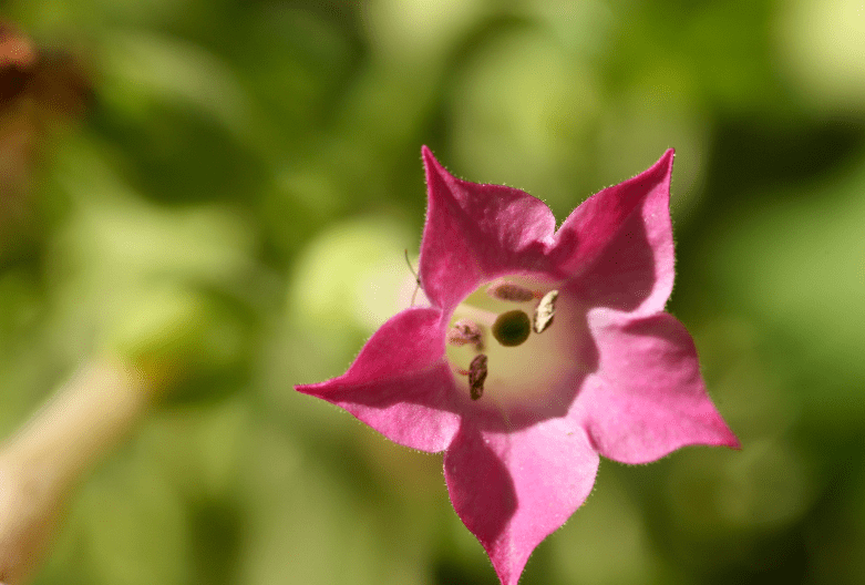 Flowering tobacco Nicotiana
