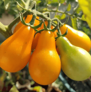 yellow pear tomato