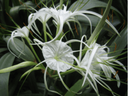 Growing the Spider Lily