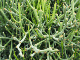 Pencil Cactus Euphorbia tirucalli