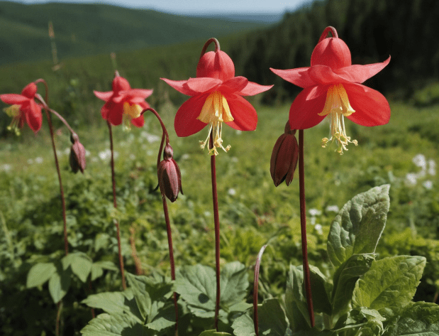 Columbine (Aquilegia canadensis) Columbine (Aquilegia canadensis)