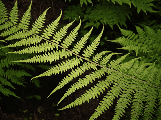 Japanese Painted Fern (Athyrium niponicum) Japanese Painted Fern (Athyrium niponicum)