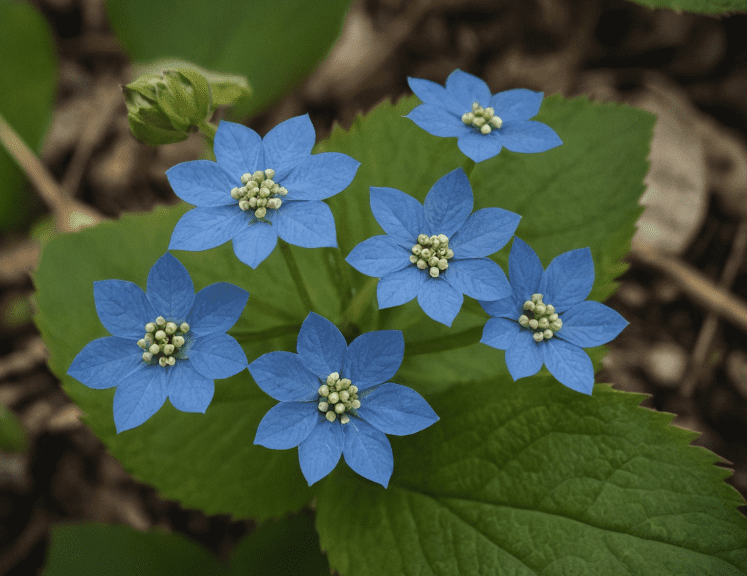 Siberian Bugloss (Brunnera macrophylla) Siberian Bugloss (Brunnera macrophylla)