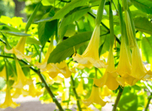 Angel's Trumpet (Brugmansia spp.)