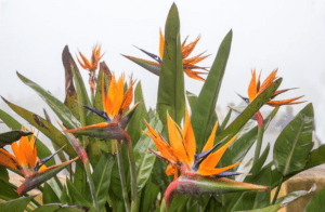 Bird of Paradise Strelitzia reginae