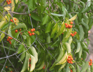 Bittersweet Berries Celastrus scandens