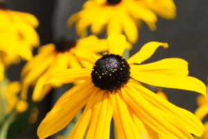 Black eyed Susans Rudbeckia spp