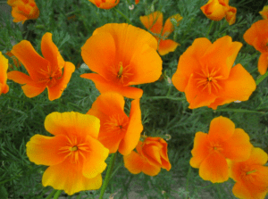 California Poppies Eschscholzia californica