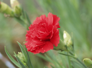 Carnations Dianthus caryophyllus