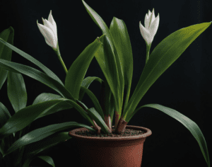 Cast Iron Plant Aspidistra elatior