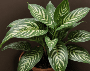 Chinese Evergreen Aglaonema spp