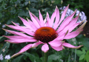 Coneflowers Echinacea spp