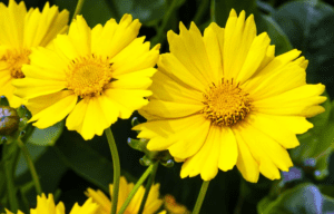 Coreopsis Coreopsis spp