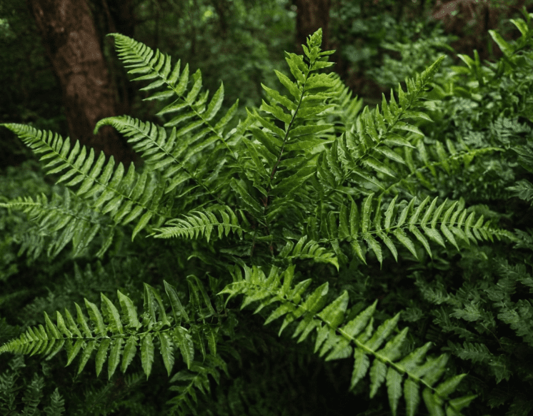 East Indian Holly Fern