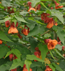 Flowering Maple Abutilon x hybridum