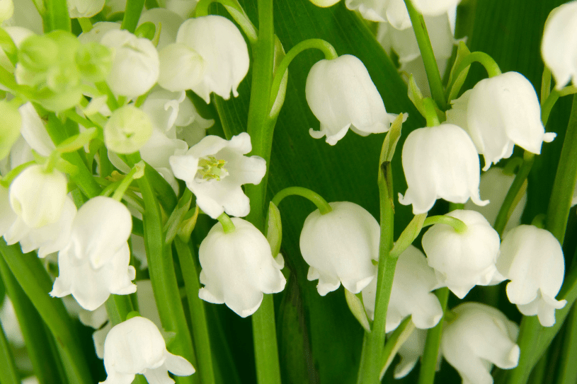 Lily of the Valley