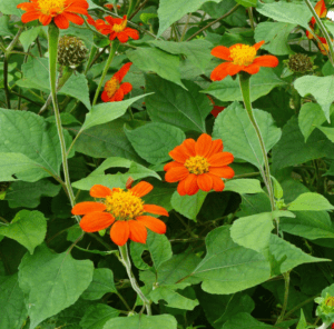 Mexican Sunflower Tithonia rotundifolia