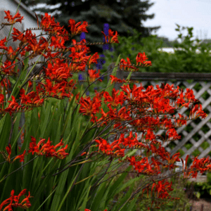 Montbretia Crocosmia Lucifer