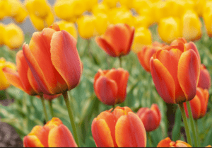 Orange Tulips Tulipa spp